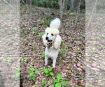 Small #5 Poodle (Standard)