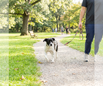 Small Photo #2 Border Collie-Unknown Mix Puppy For Sale in Highland, IL, USA