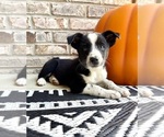 Puppy Braxton Australian Cattle Dog-Border Collie Mix