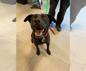 Labrador Retriever-Unknown Mix Dogs for adoption in Rancho Cucamonga, CA, USA