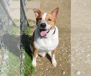 Pembroke Welsh Corgi-Unknown Mix Dogs for adoption in Evansville, IN, USA