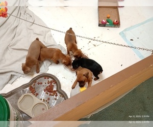 Miniature Pinscher Litter for sale in BENSON, AZ, USA