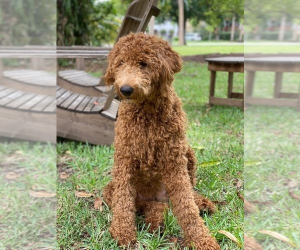Medium Photo #1 Goldendoodle Puppy For Sale in ROCKLEDGE, FL, USA