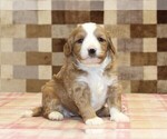 Small #1 Bernedoodle (Miniature)-Cavapoo (Miniature) Mix