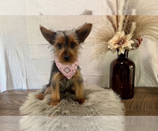 Medium Photo #4 Yorkshire Terrier Puppy For Sale in NAPPANEE, IN, USA
