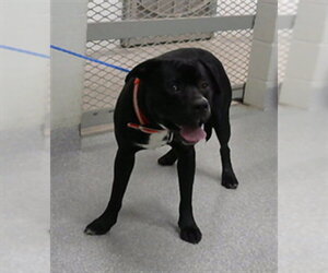 Staffordshire Bull Terrier-Unknown Mix Dogs for adoption in Pasadena, TX, USA