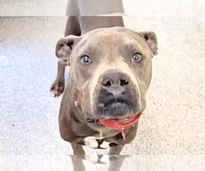 KAIRO - Male Mutt Dog for Adoption - Photo #4