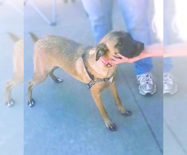 Medium Photo #6 Mutt Puppy For Sale in Rootstown, OH, USA