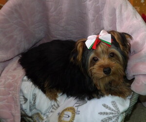 Yorkshire Terrier Puppy for sale in PATERSON, NJ, USA