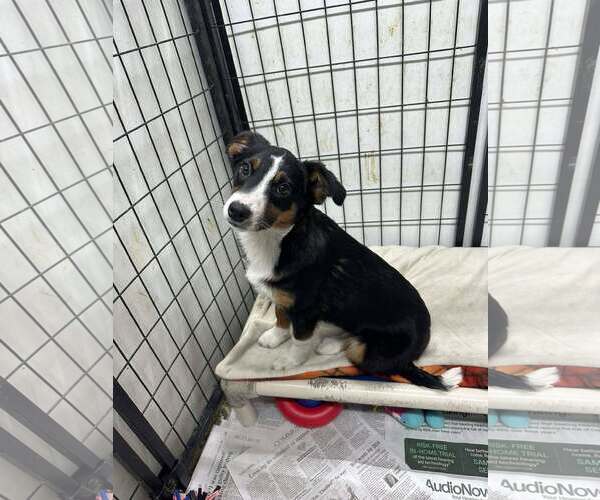 Medium Photo #2 Australian Shepherd-Unknown Mix Puppy For Sale in Mukwonago, WI, USA