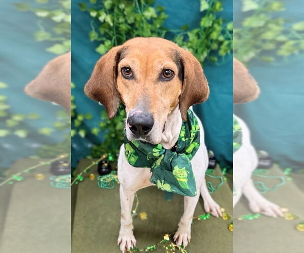 Medium Photo #3 Treeing Walker Coonhound-Unknown Mix Puppy For Sale in Bryant, AR, USA
