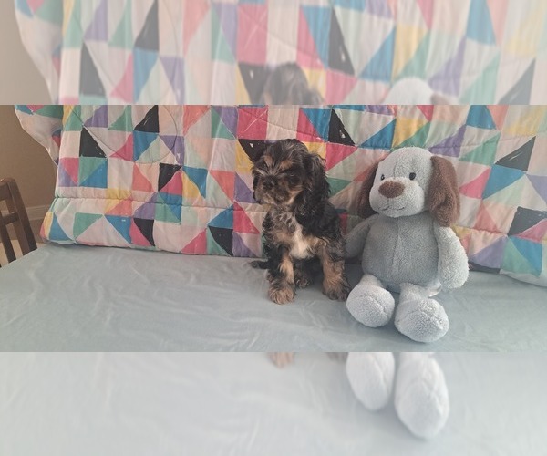 Medium Photo #3 Cocker Spaniel Puppy For Sale in WINDERMERE, FL, USA