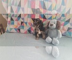 Small #2 Cocker Spaniel