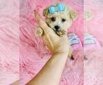 Small #1 Poodle (Toy)