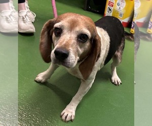 Beagle Dogs for adoption in Rustburg, VA, USA