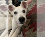 Small #10 Siberian Husky Mix