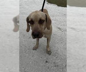 Mutt Dogs for adoption in Palmetto, FL, USA