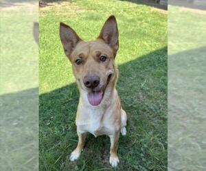 Siberian Husky-Unknown Mix Dogs for adoption in Plano, TX, USA