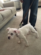 Boxer Puppy for sale in SUMMERVILLE, SC, USA