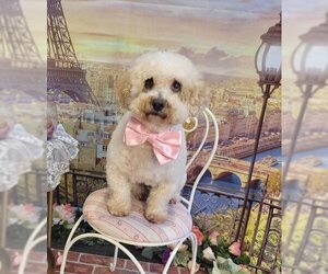 Poodle (Miniature) Dogs for adoption in Lee's Summit, MO, USA
