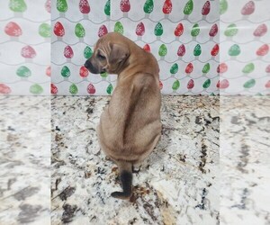Phu Quoc (Vietnam Island) Ridgeback Puppy for sale in HELOTES, TX, USA