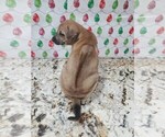 Small Photo #1 Phu Quoc (Vietnam Island) Ridgeback Puppy For Sale in HELOTES, TX, USA