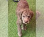 Small Photo #1 Goldendoodle Puppy For Sale in PASADENA, CA, USA