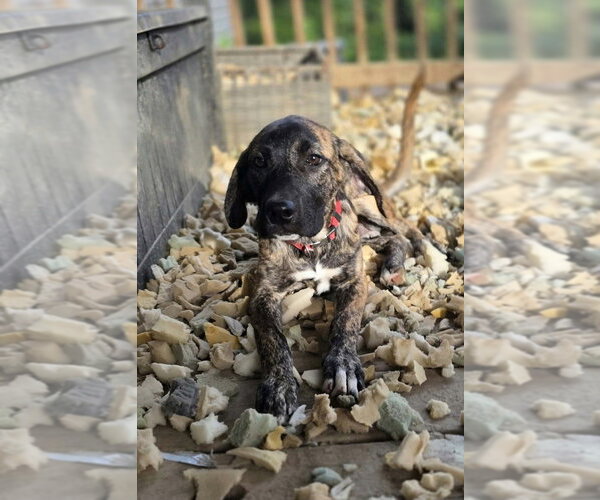 Medium Photo #2 Boxer-Unknown Mix Puppy For Sale in Aurora, IN, USA
