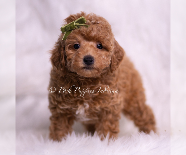Medium Photo #4 Poodle (Miniature) Puppy For Sale in WARSAW, IN, USA
