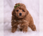 Small #3 Poodle (Miniature)