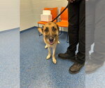 Small #1 German Shepherd Dog