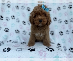 Cock-A-Poo Puppy for sale in LAKELAND, FL, USA