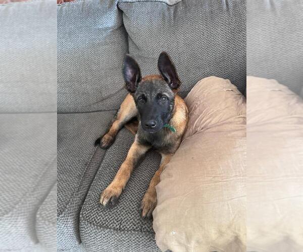 Medium Photo #4 Belgian Malinois Puppy For Sale in HAMILTON, AL, USA