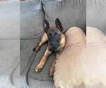 Small #3 Belgian Malinois