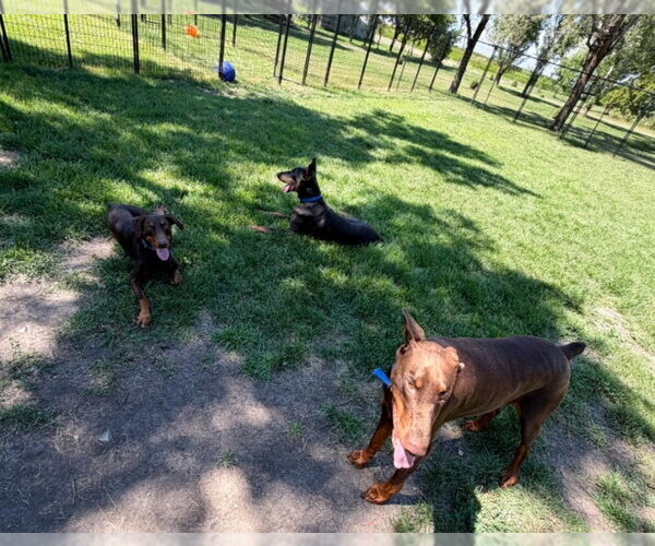 Medium Photo #18 Doberman Pinscher Puppy For Sale in Buffalo, MN, USA