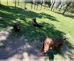 Small #17 Doberman Pinscher