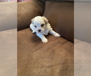 Zuchon Puppy for sale in TOLONO, IL, USA