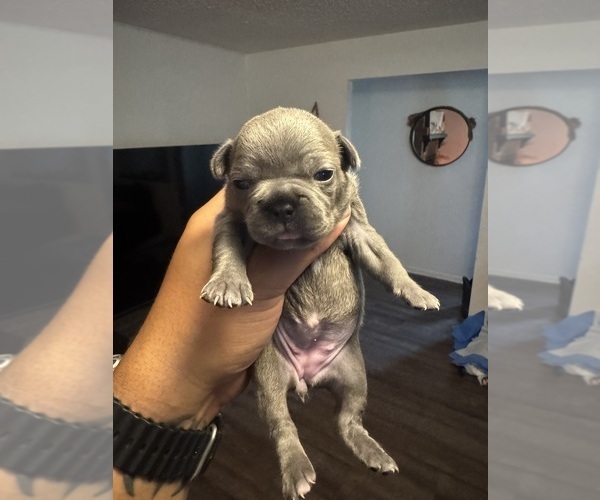Medium Photo #1 Faux Frenchbo Bulldog Puppy For Sale in LUTZ, FL, USA