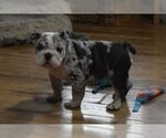 Small Photo #2 English Bulldog Puppy For Sale in MARSHFIELD, MO, USA