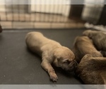 Small Photo #10 Boerboel Puppy For Sale in LITTLE ROCK, AR, USA