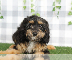 Cavapoo (Miniature) Puppy for sale in MARIETTA, GA, USA