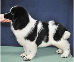 Small Photo #1 Newfoundland Puppy For Sale in Bucharest, Bucuresti, Romainia