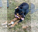 Small #28 Rottweiler Mix