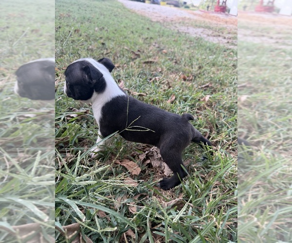 Medium Photo #9 Boston Terrier Puppy For Sale in FREDONIA, KS, USA