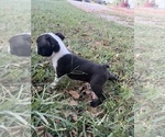 Small #8 Boston Terrier