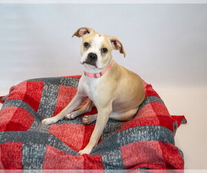 Amanda - Female Boxer Dog for Adoption - Photo #2