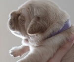 Puppy 4 Golden Retriever