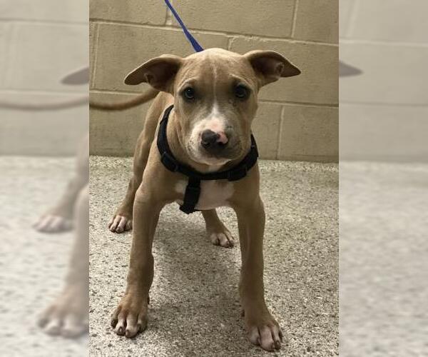 Medium Photo #1 American Pit Bull Terrier-Unknown Mix Puppy For Sale in Conroe, TX, USA