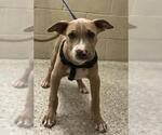 Small American Pit Bull Terrier Mix