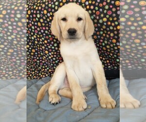 Labrador Retriever Puppy for sale in CALIENTE, CA, USA
